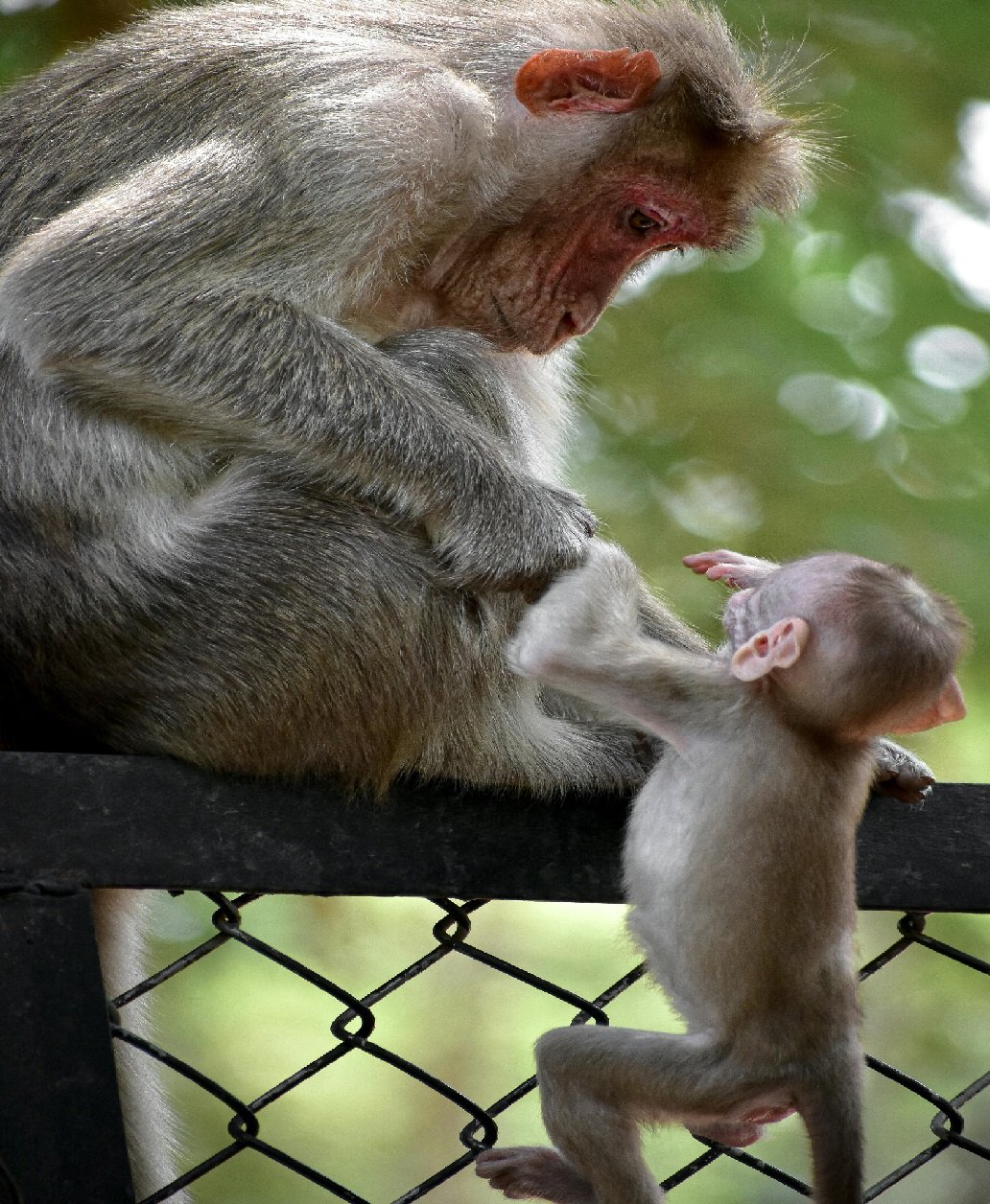 The Emotional Connection to Wildlife Conservation